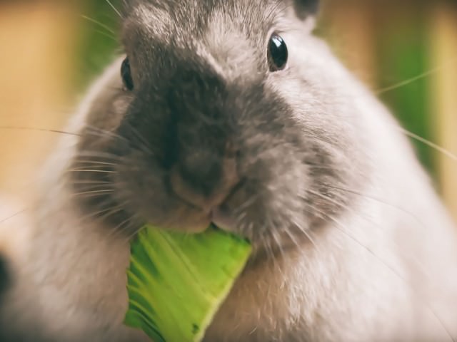 ごりごりと歯ぎしりするうさぎ